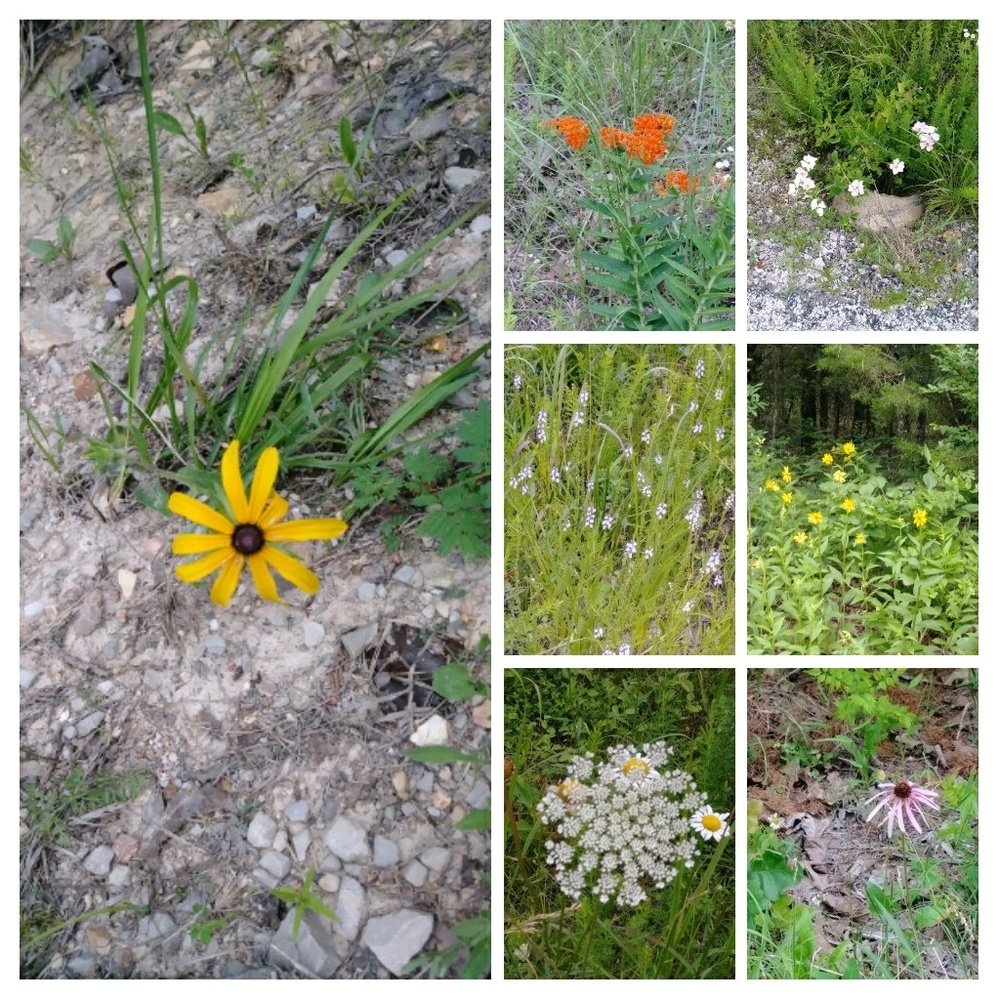 Meet your Posher, Gail